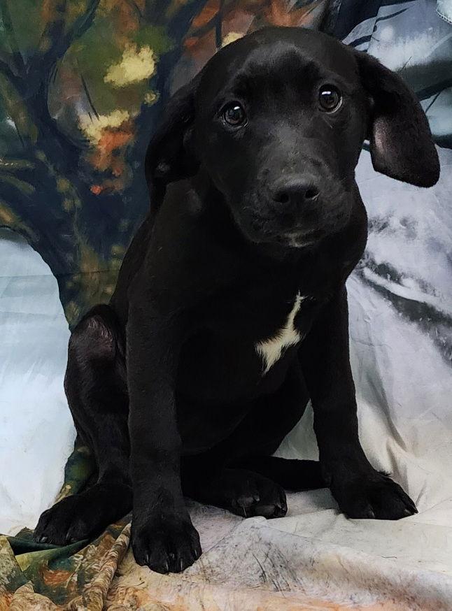 260094 Tequila, a Adopted mixed breed in Wetumpka, AL image 3/3