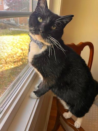 BUTTERS, Adoptable, Adult Male Tuxedo.