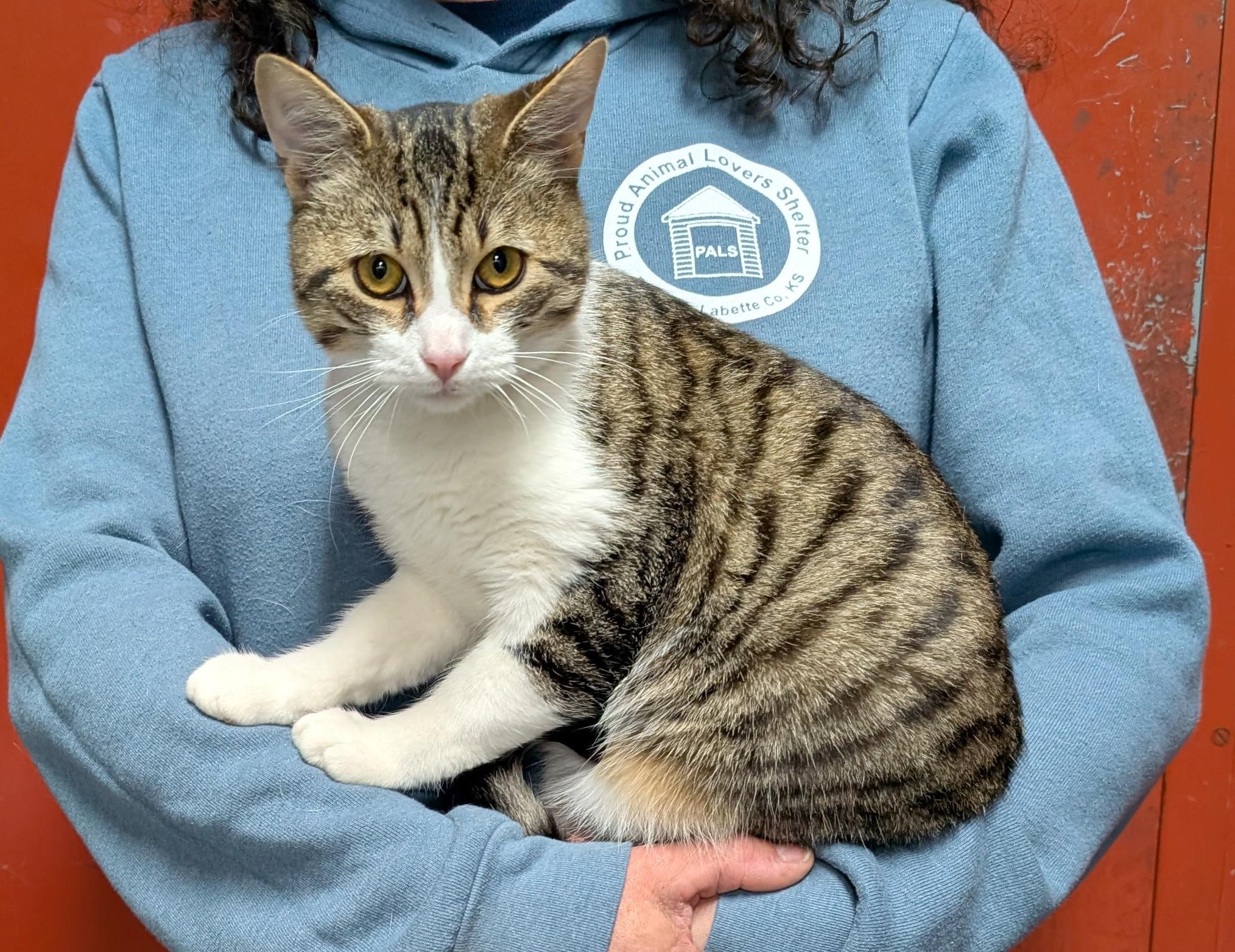 Enlarge Arlo, an adopted Domestic Short Hair in Parsons, KS image 1/1