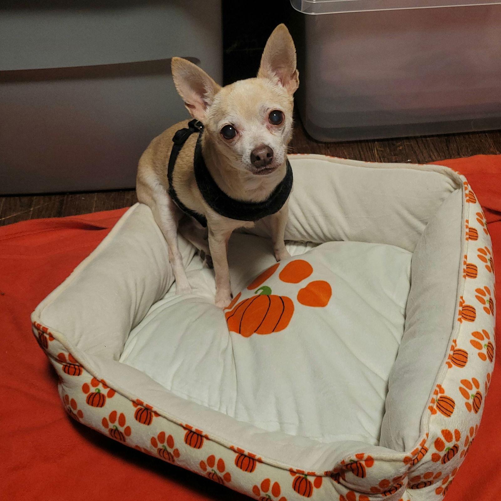 Enlarge Josè (FKA Spyder), a Adoptable Chihuahua in Akron, OH image 1/3