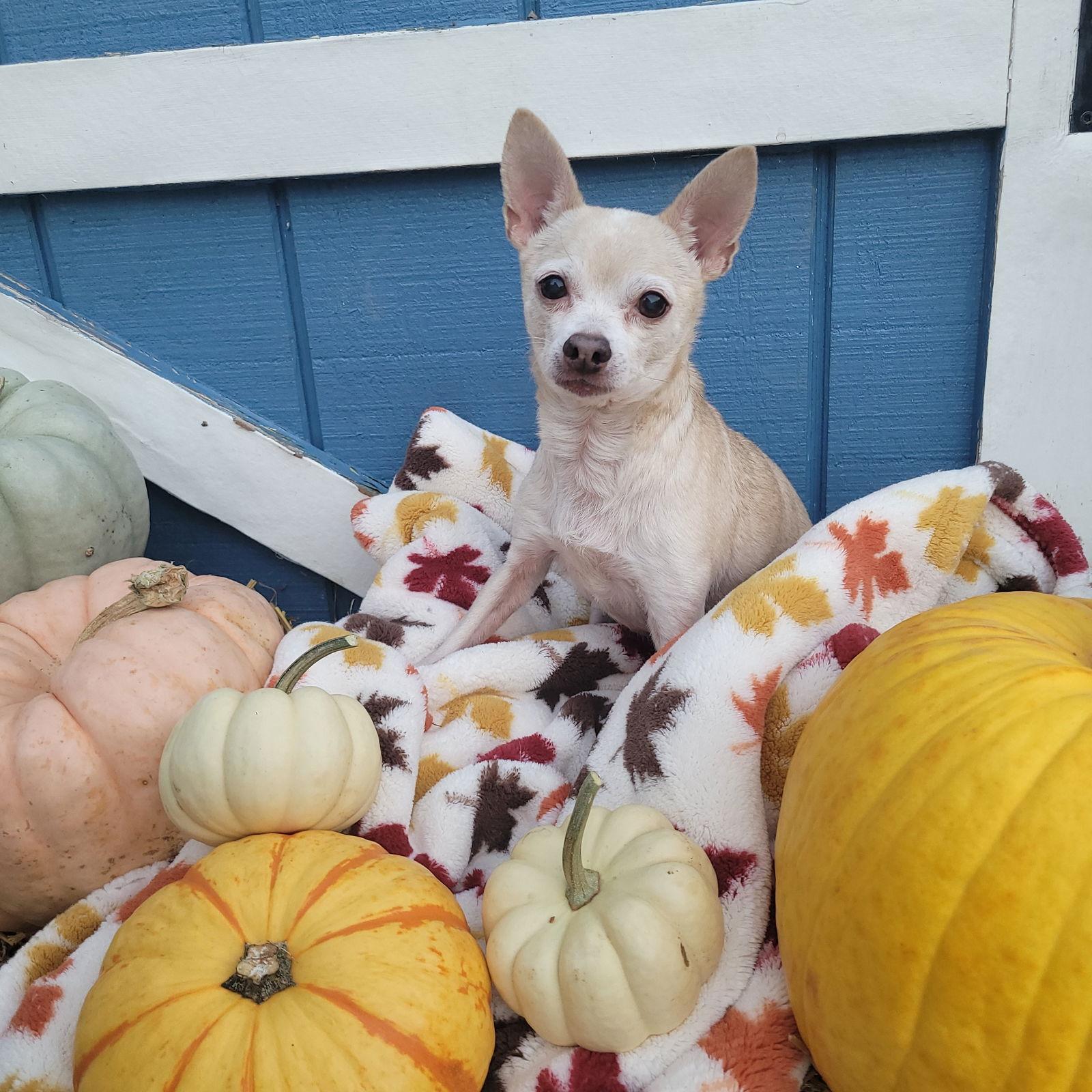 Enlarge Josè (FKA Spyder), a Adoptable Chihuahua in Akron, OH image 2/3