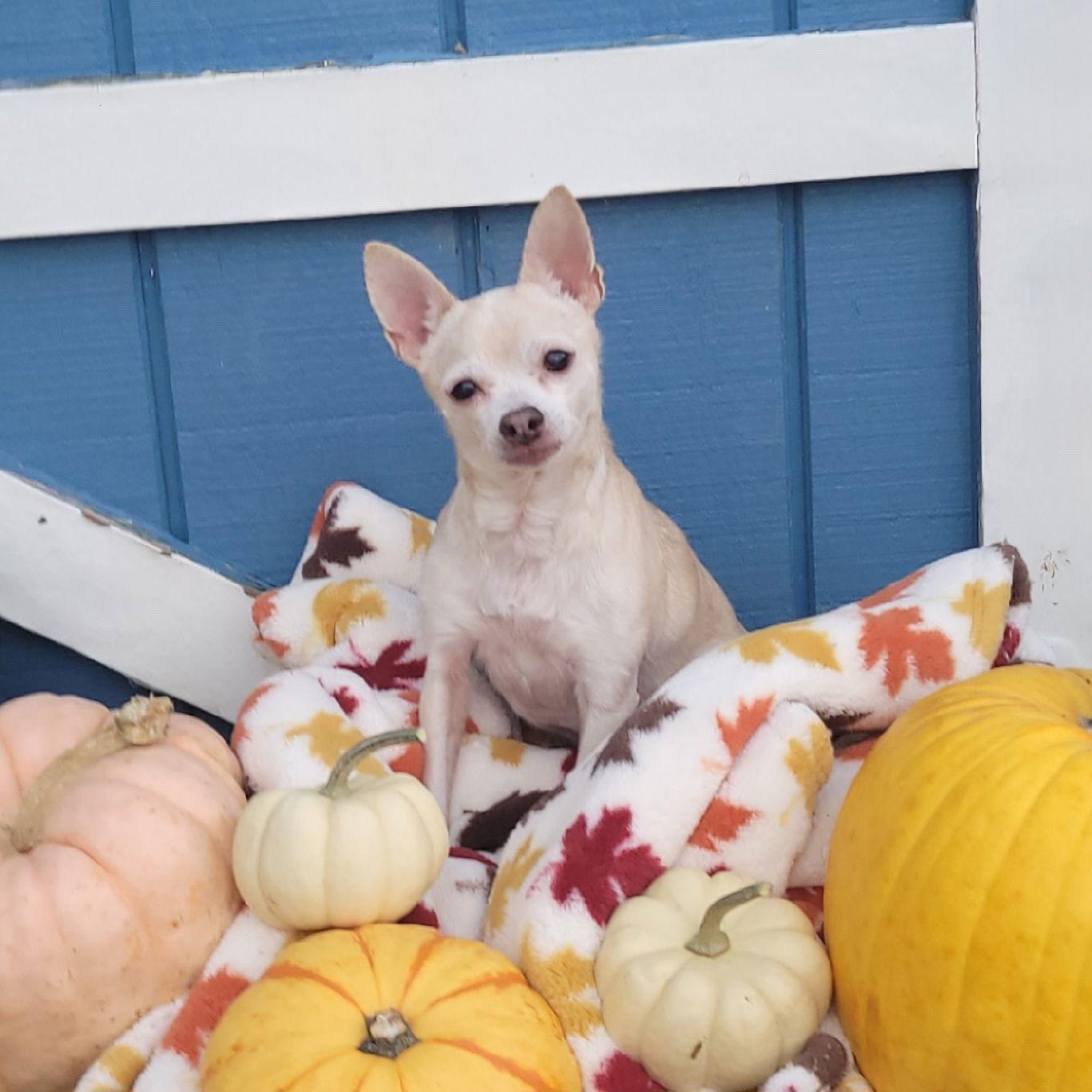 Enlarge Josè (FKA Spyder), a Adoptable Chihuahua in Akron, OH image 3/3