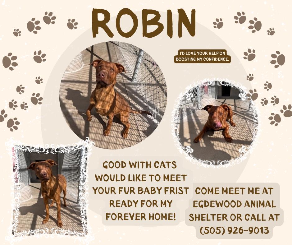 Enlarge Robin, a Adoptable mixed breed in Edgewood, NM image 2/2