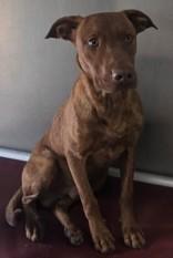 Enlarge Robin, a Adoptable mixed breed in Edgewood, NM image 1/2