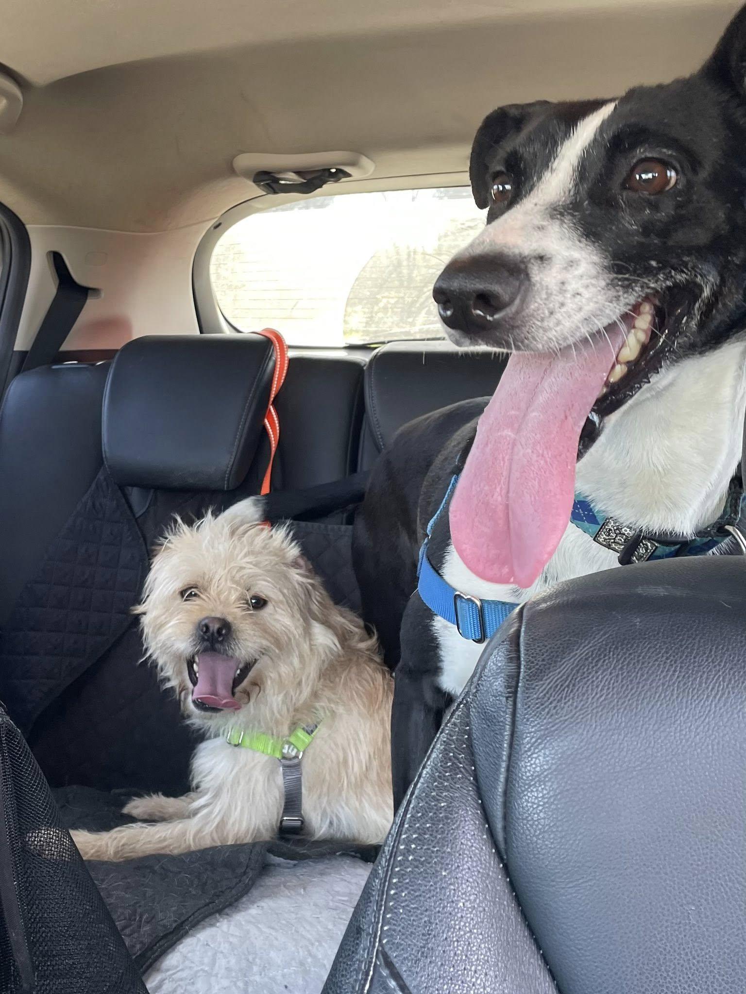 Enlarge Clara, a ADOPTABLE Border Collie in Santa Rosa, CA image 6/6