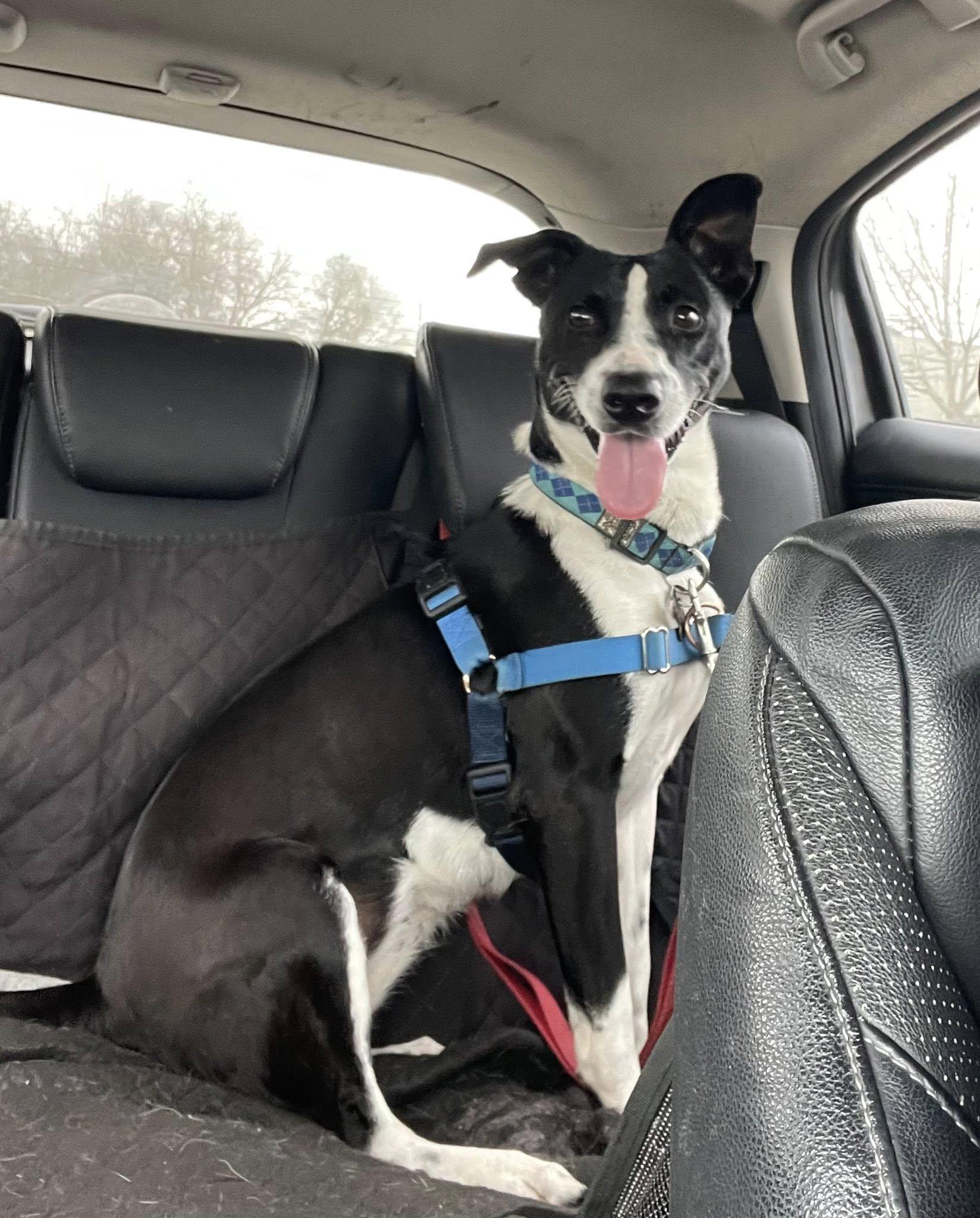 Enlarge Clara, a ADOPTABLE Border Collie in Santa Rosa, CA image 1/3