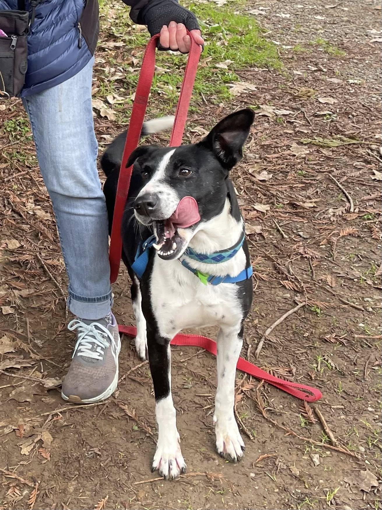 Enlarge Clara, a ADOPTABLE Border Collie in Santa Rosa, CA image 2/3