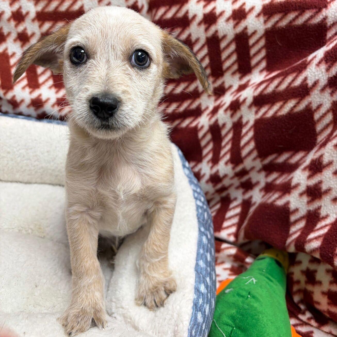 Winston, Adopted, Puppy Male Miniature Poodle & Dachshund.