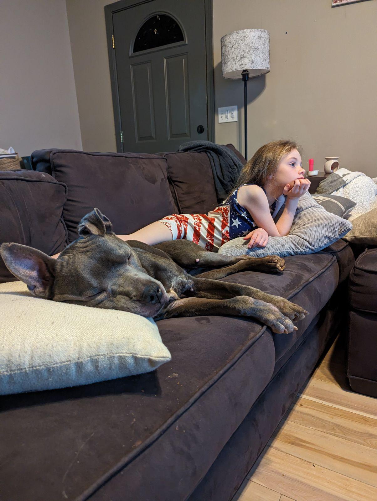 Astro, a Adoptable Terrier in Ball Ground, GA image 1/3