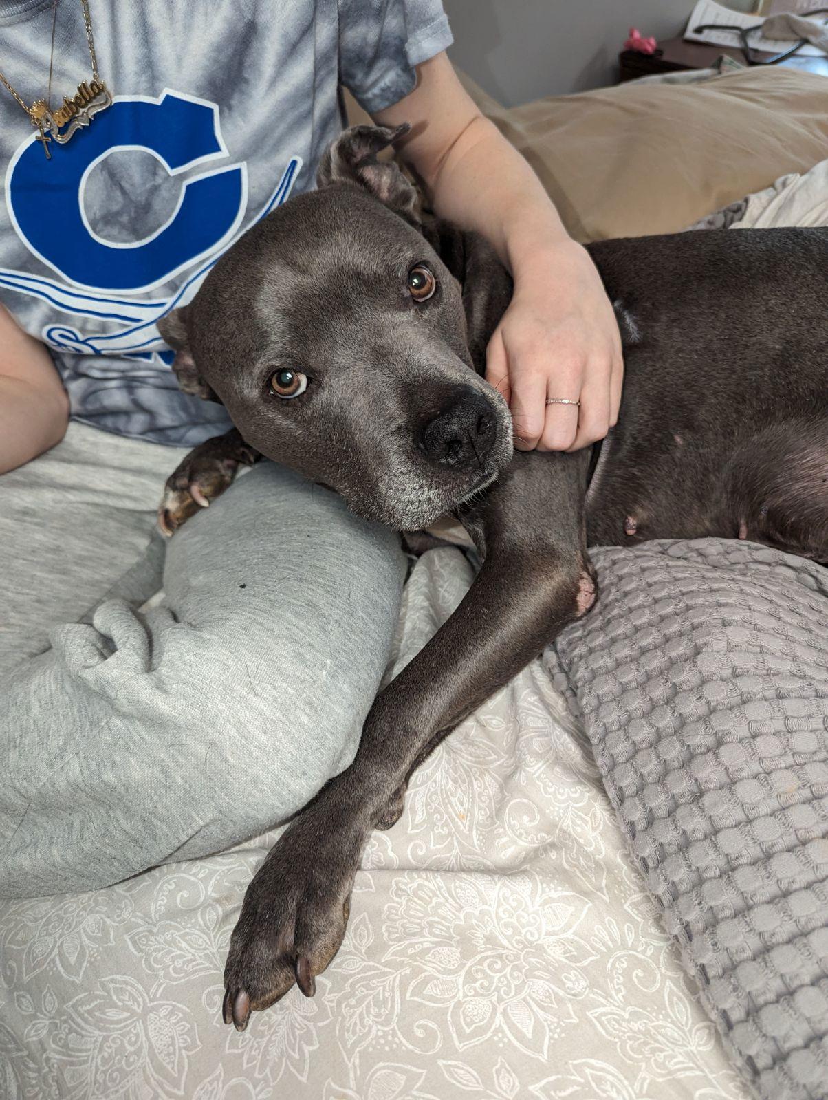 Astro, a Adoptable Terrier in Ball Ground, GA image 2/3