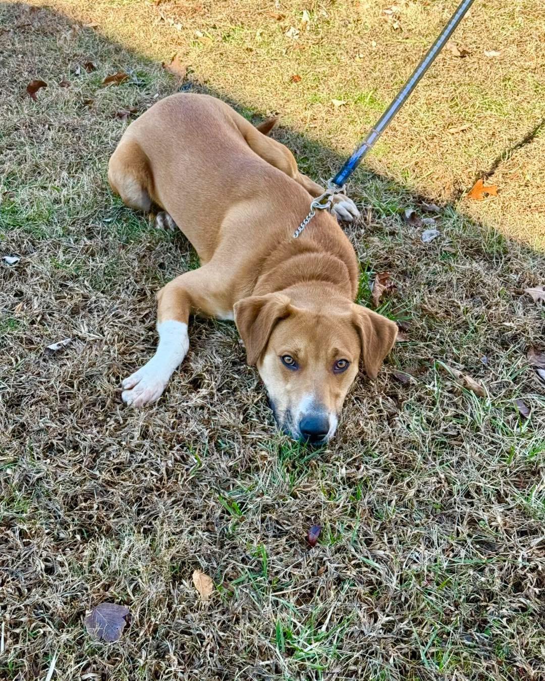 Enlarge Bigsby, an adopted mixed breed in Wilkesboro, NC image 2/6