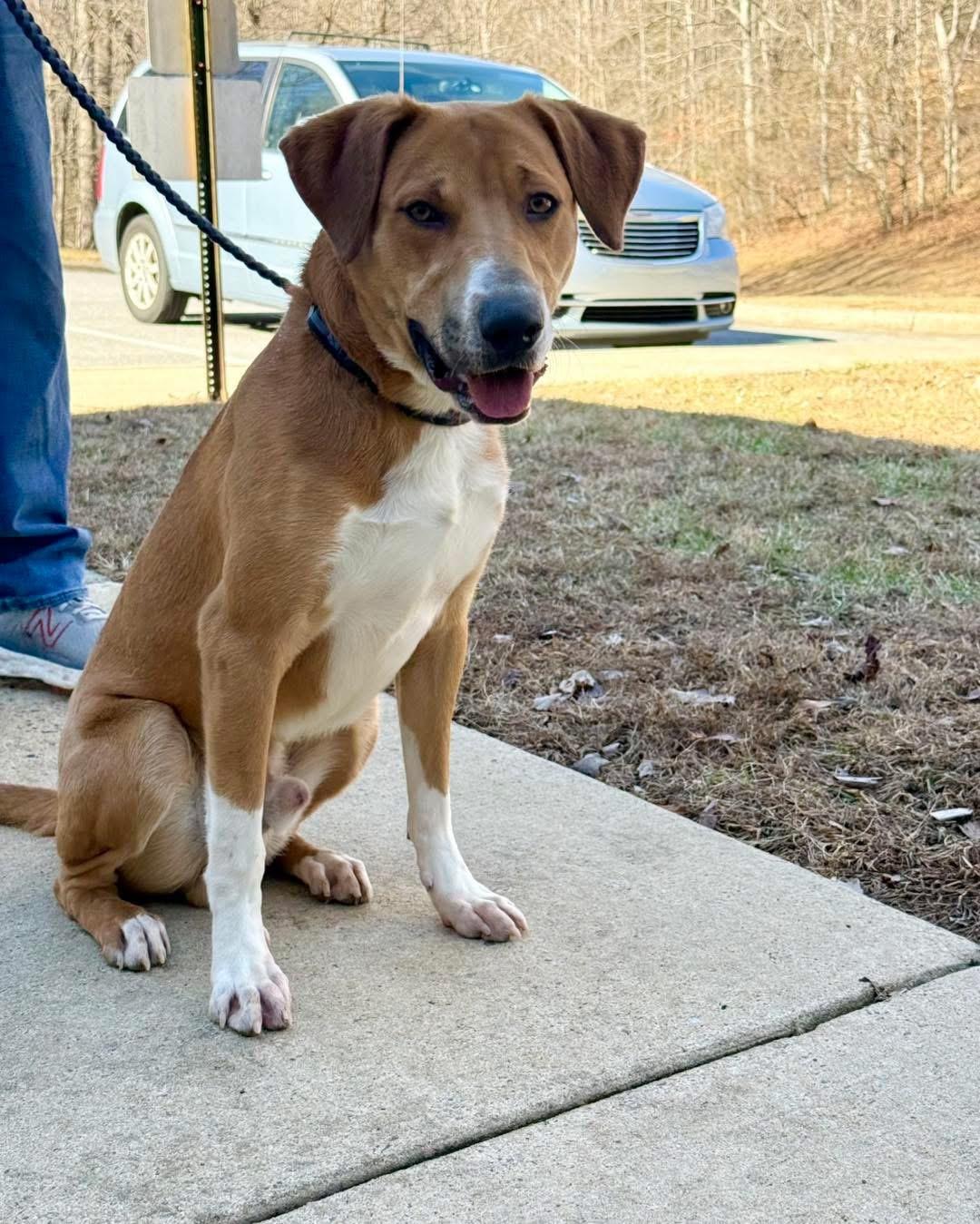 Enlarge Bigsby, an adopted mixed breed in Wilkesboro, NC image 3/6