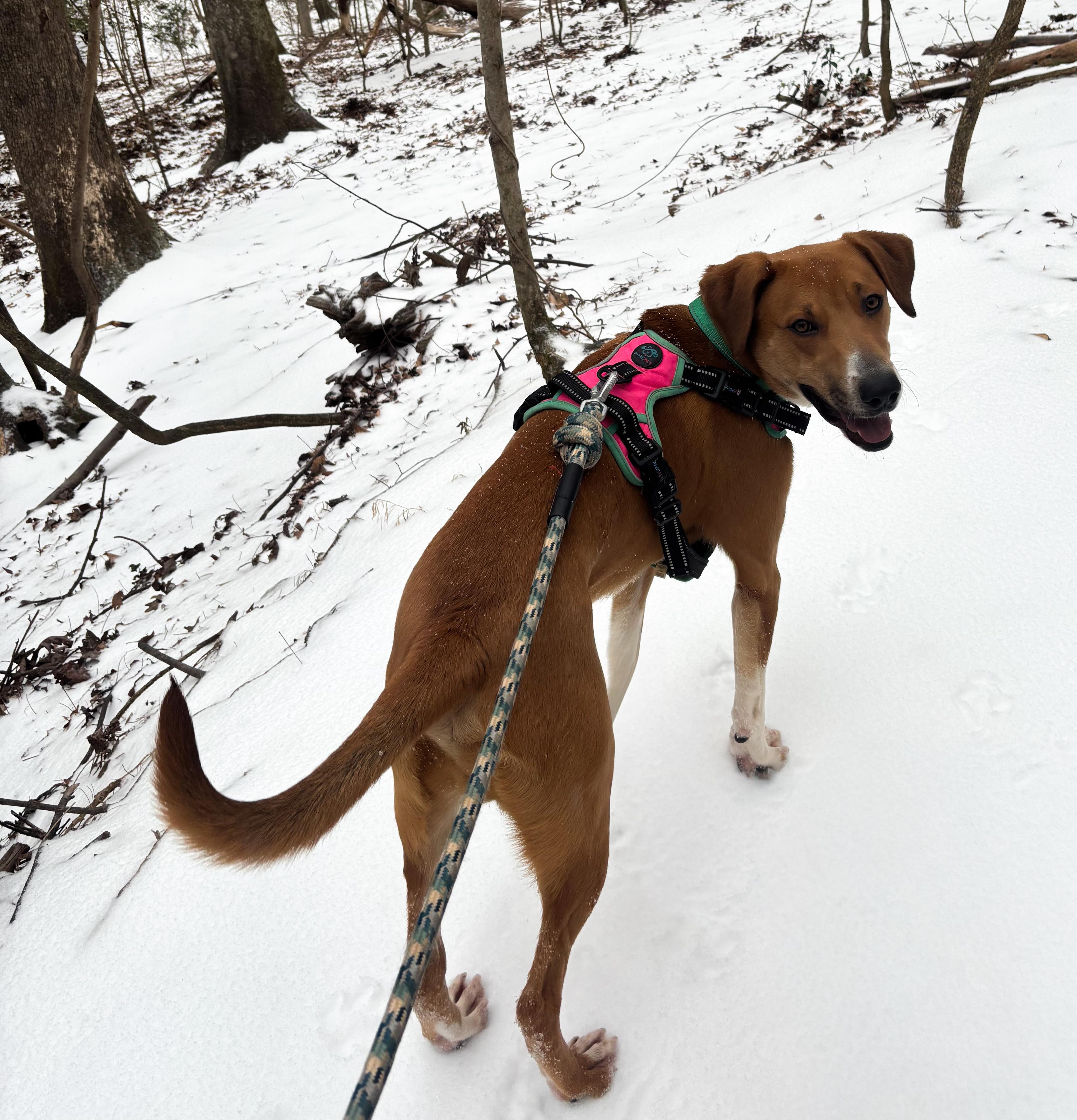 Enlarge Bigsby, an adopted mixed breed in Wilkesboro, NC image 1/6