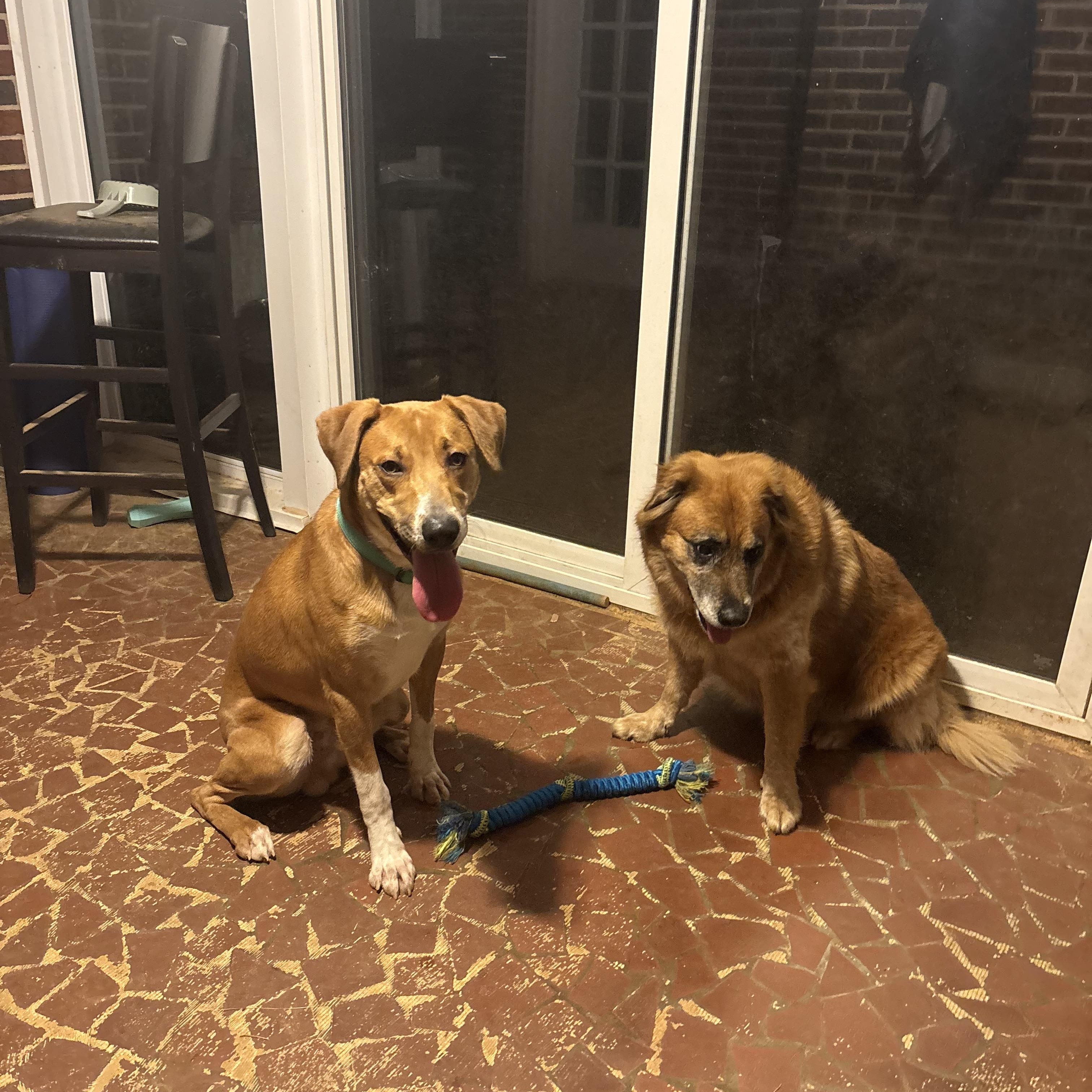 Enlarge Bigsby, an adopted mixed breed in Wilkesboro, NC image 4/6