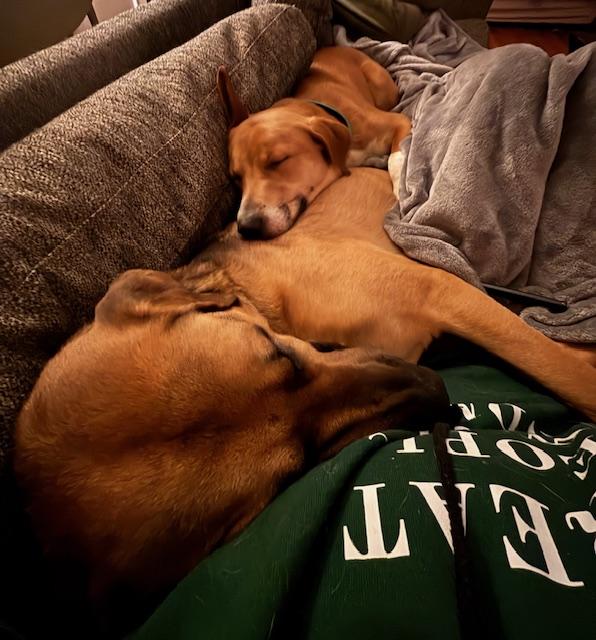 Enlarge Bigsby, an adopted mixed breed in Wilkesboro, NC image 6/6