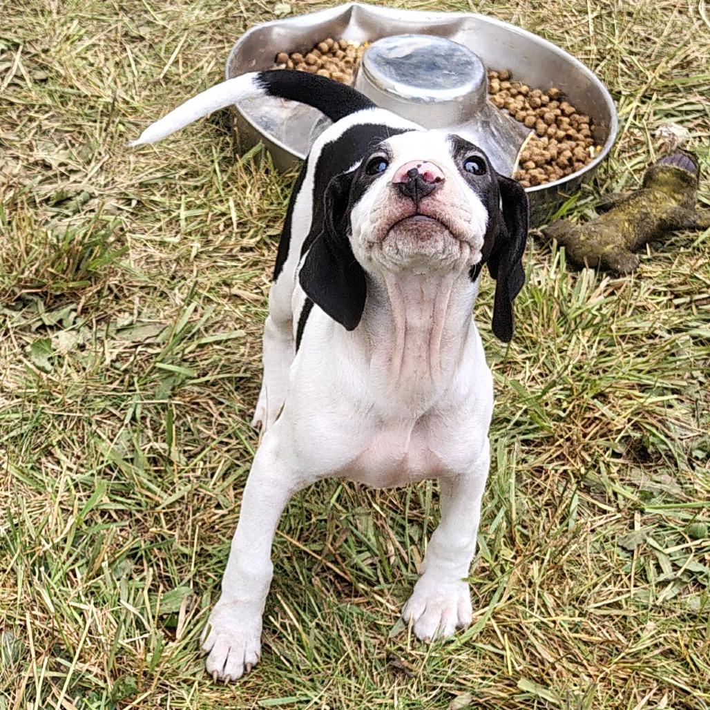 Maverick, a Adoptable mixed breed in Coos Bay, OR image 1/5