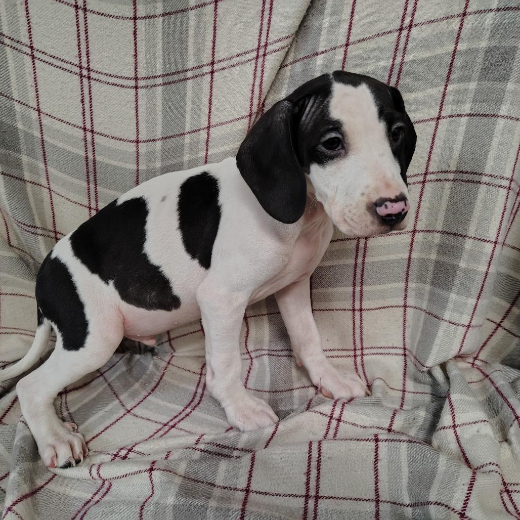 Maverick, a Adoptable mixed breed in Coos Bay, OR image 2/5