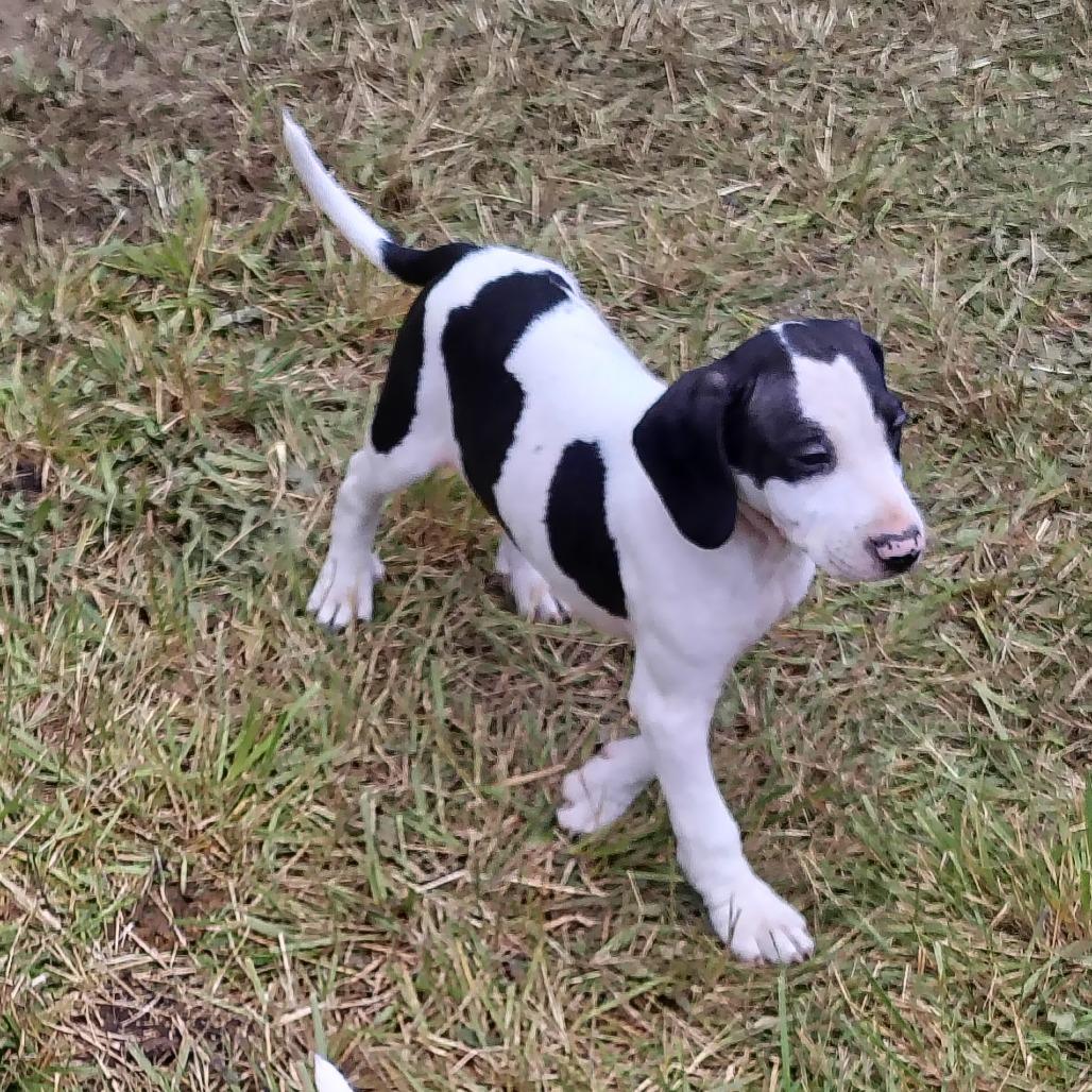 Maverick, a Adoptable mixed breed in Coos Bay, OR image 3/5