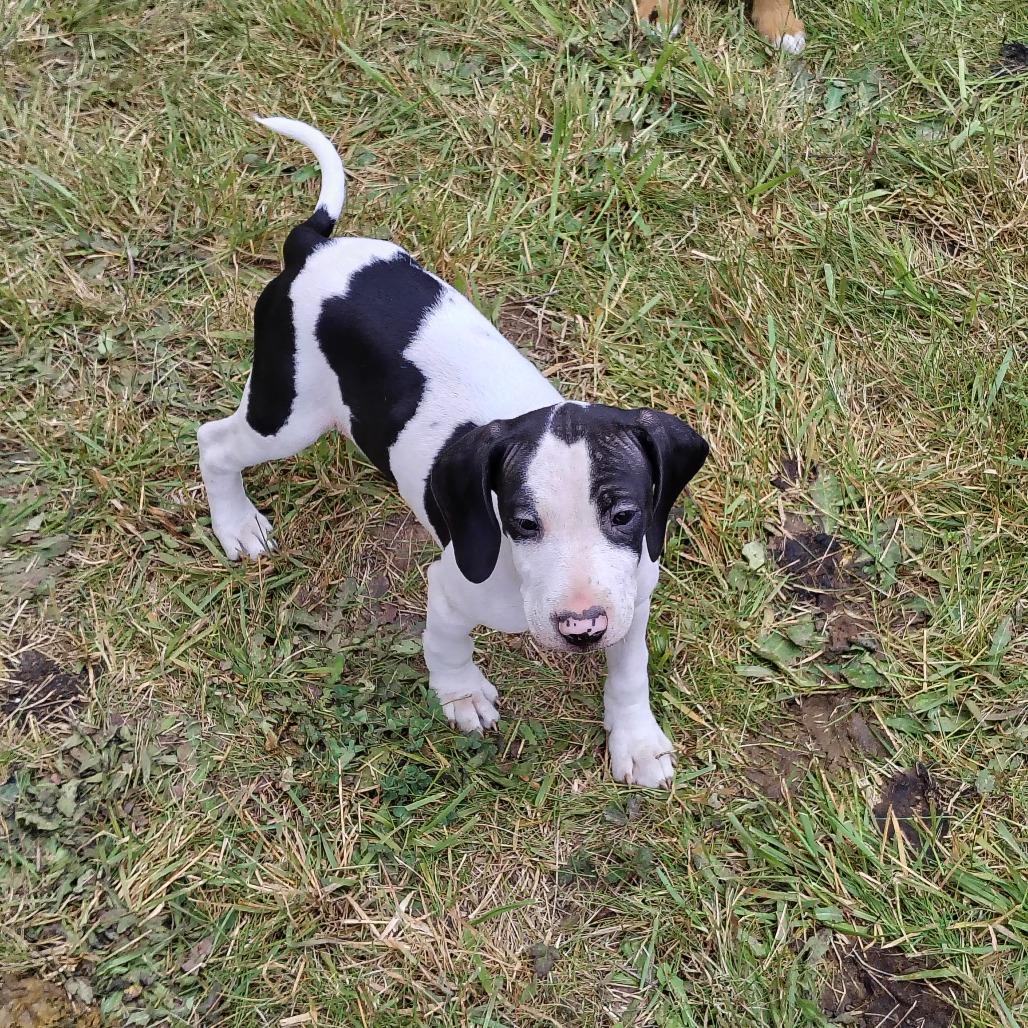 Maverick, a Adoptable mixed breed in Coos Bay, OR image 5/5