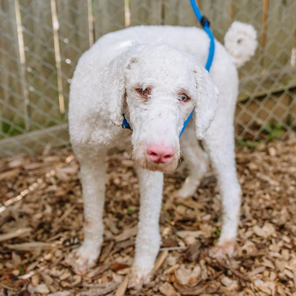 Harper, Young Female Standard Poodle