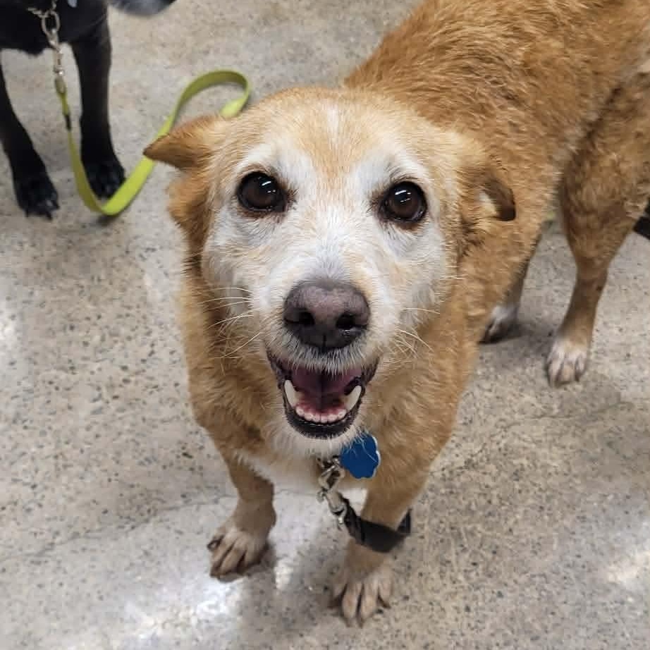 Enlarge Mabel (bonded with Olive), a ADOPTABLE mixed breed in Toronto, ON image 5/5