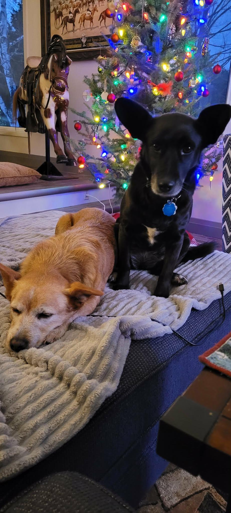 Enlarge Mabel (bonded with Olive), a ADOPTABLE mixed breed in Toronto, ON image 2/5