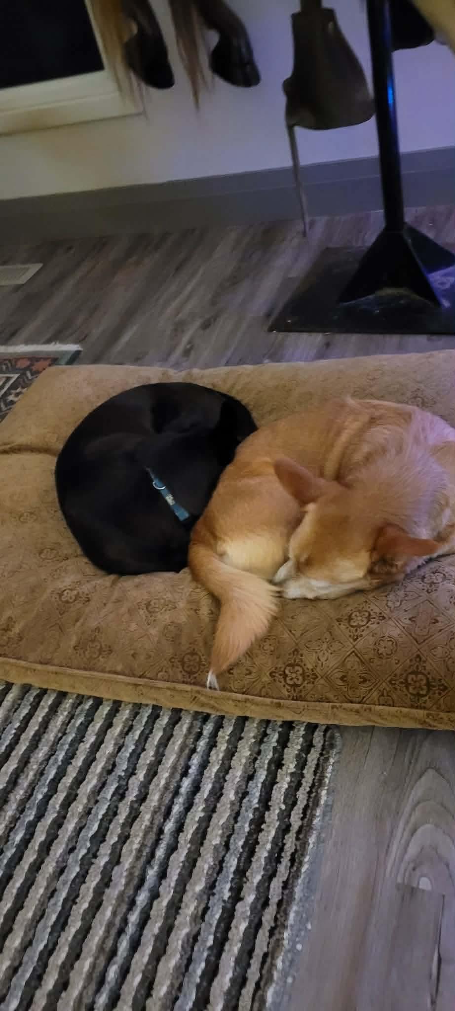 Mabel (bonded with Olive), ADOPTABLE, Senior Female Portuguese Podengo.