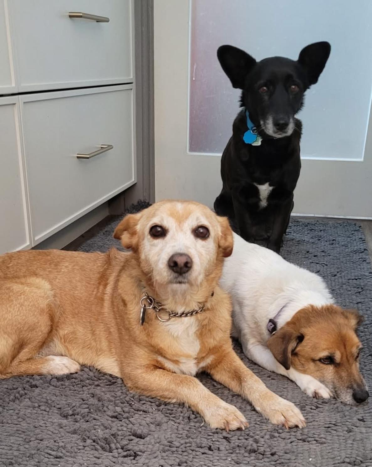 Enlarge Mabel (bonded with Olive), a ADOPTABLE mixed breed in Toronto, ON image 3/5