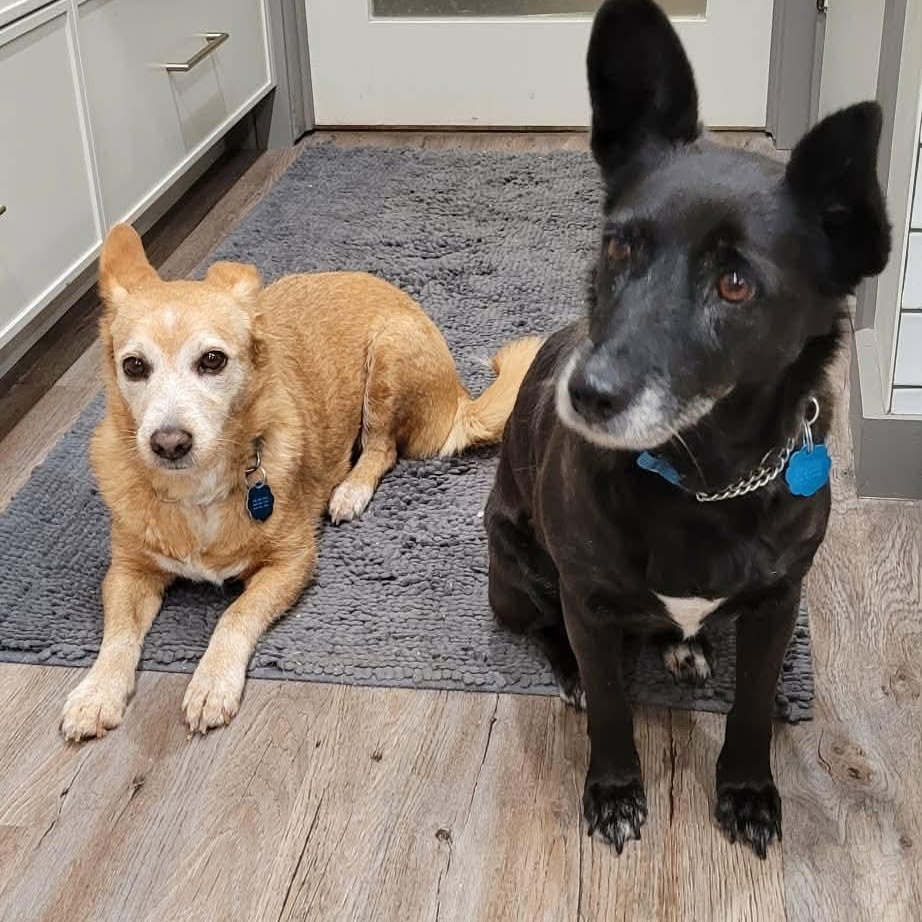 Enlarge Mabel (bonded with Olive), a ADOPTABLE mixed breed in Toronto, ON image 4/5