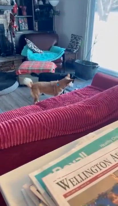 Enlarge Mabel (bonded with Olive), a ADOPTABLE mixed breed in Toronto, ON video 6/6