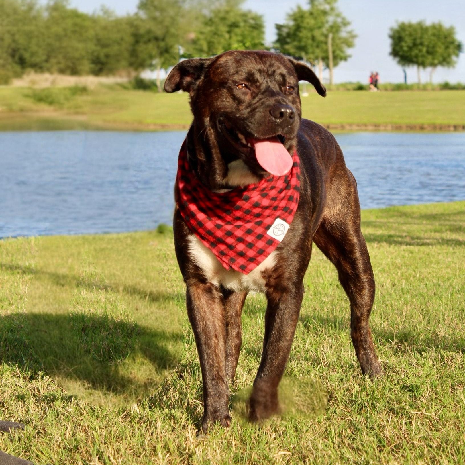 Enlarge Chocolate, a Adoptable mixed breed in Liverpool, TX image 1/5