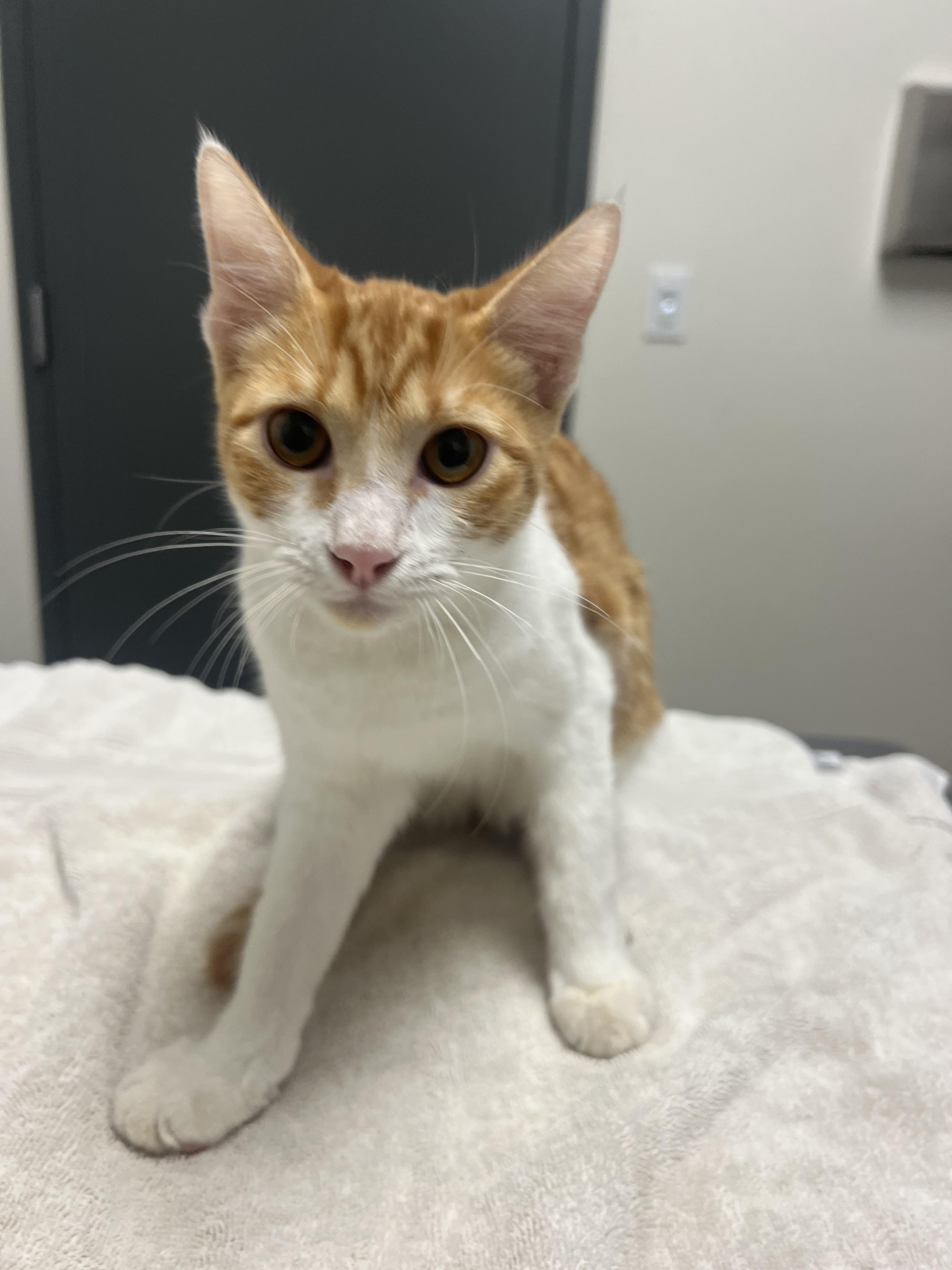 Kiwi, Adoptable, Kitten Female Domestic Short Hair.