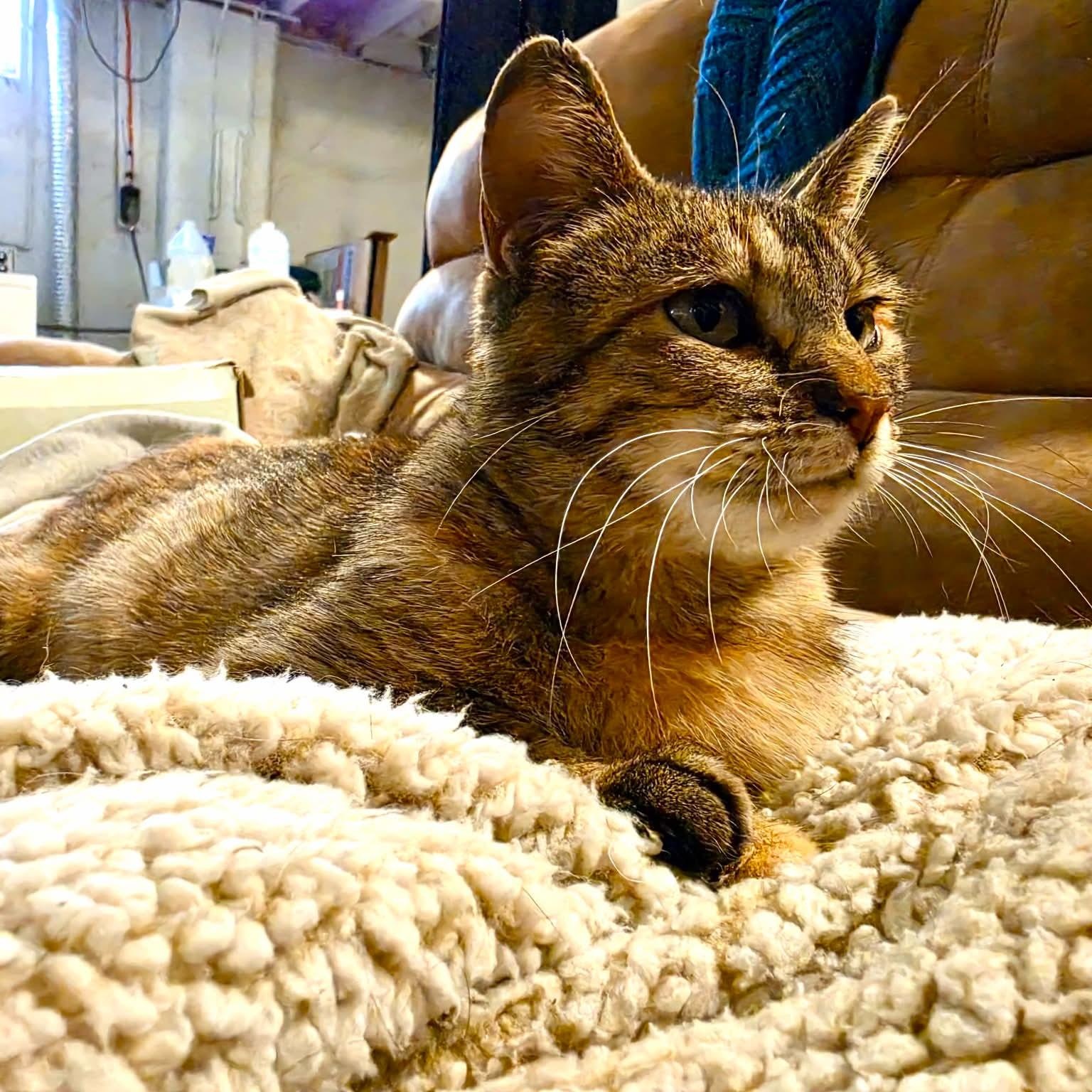 Enlarge Stella, a Adoptable Domestic Short Hair in Lone rock, WI image 3/3