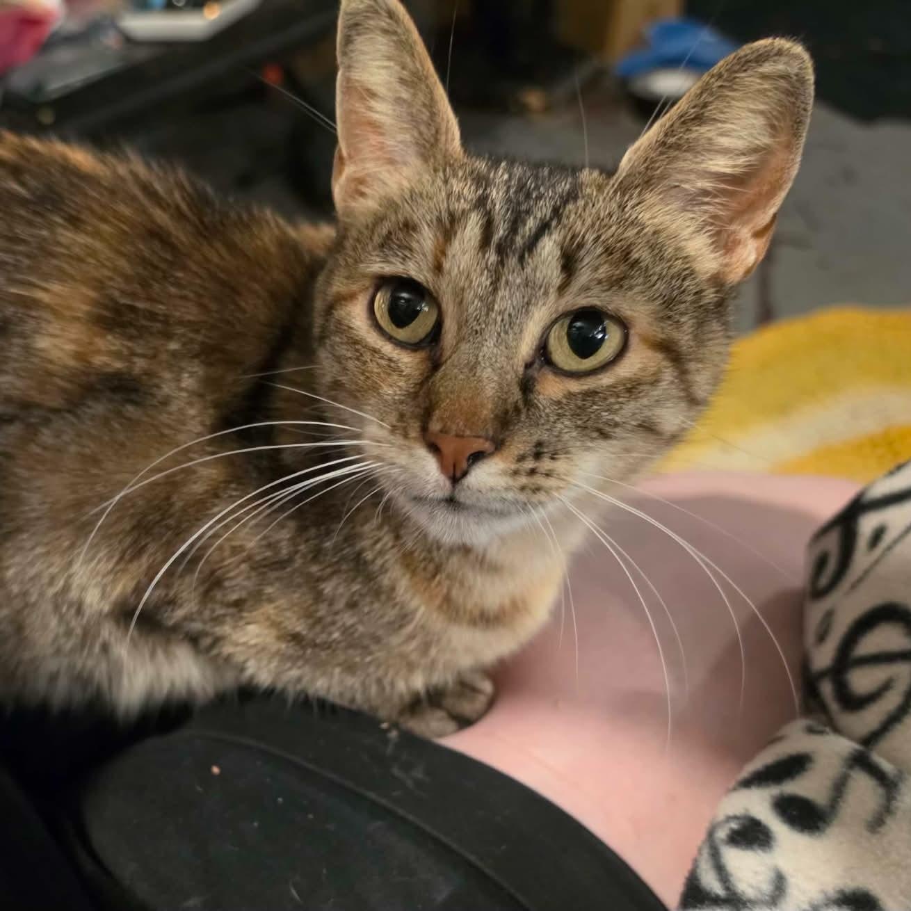 Enlarge Stella, a Adoptable Domestic Short Hair in Lone rock, WI image 2/3