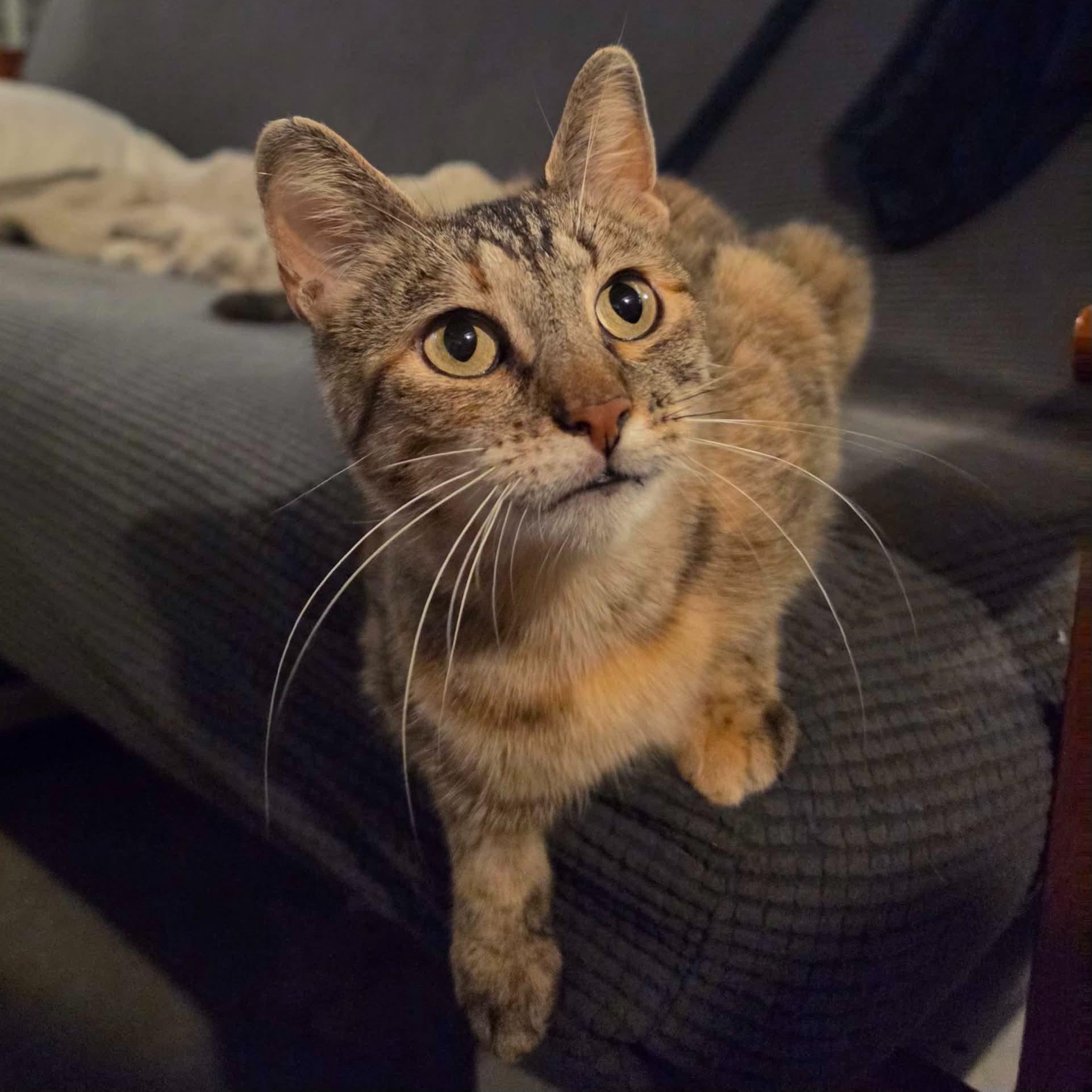 Enlarge Stella, a Adoptable Domestic Short Hair in Lone rock, WI image 1/3