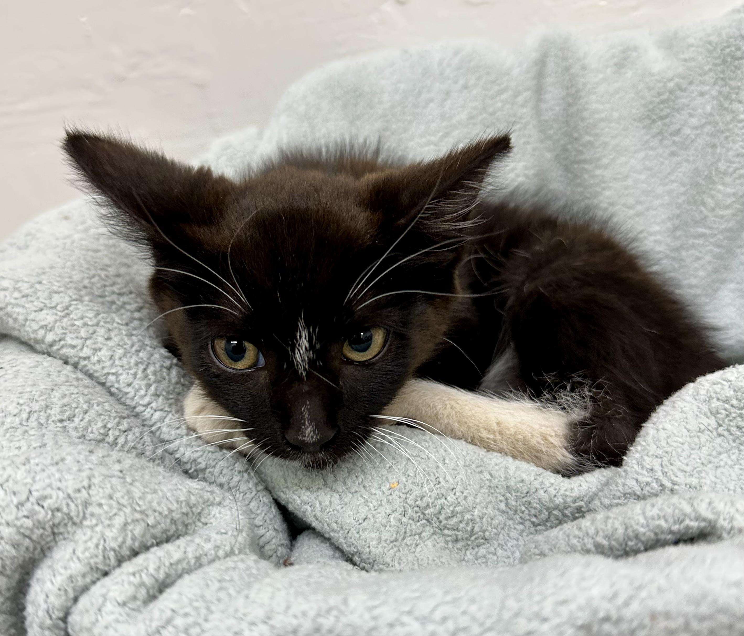 Spiro 0125 — thumbnail 2