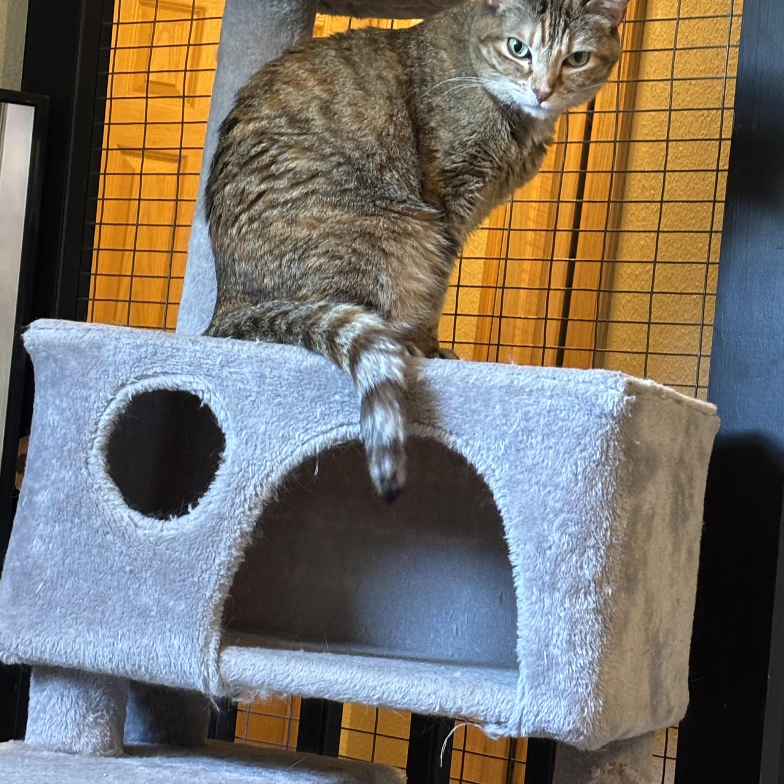 Daisy, a ADOPTABLE American Shorthair in Springdale, AR image 5/5