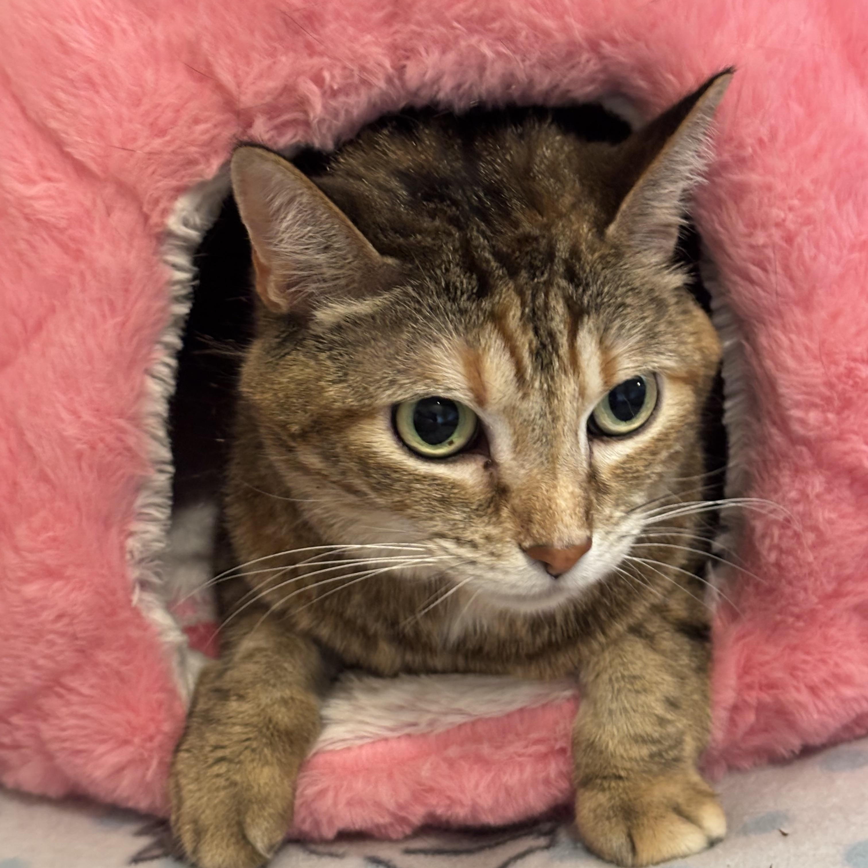 Daisy, a ADOPTABLE American Shorthair in Springdale, AR image 3/5