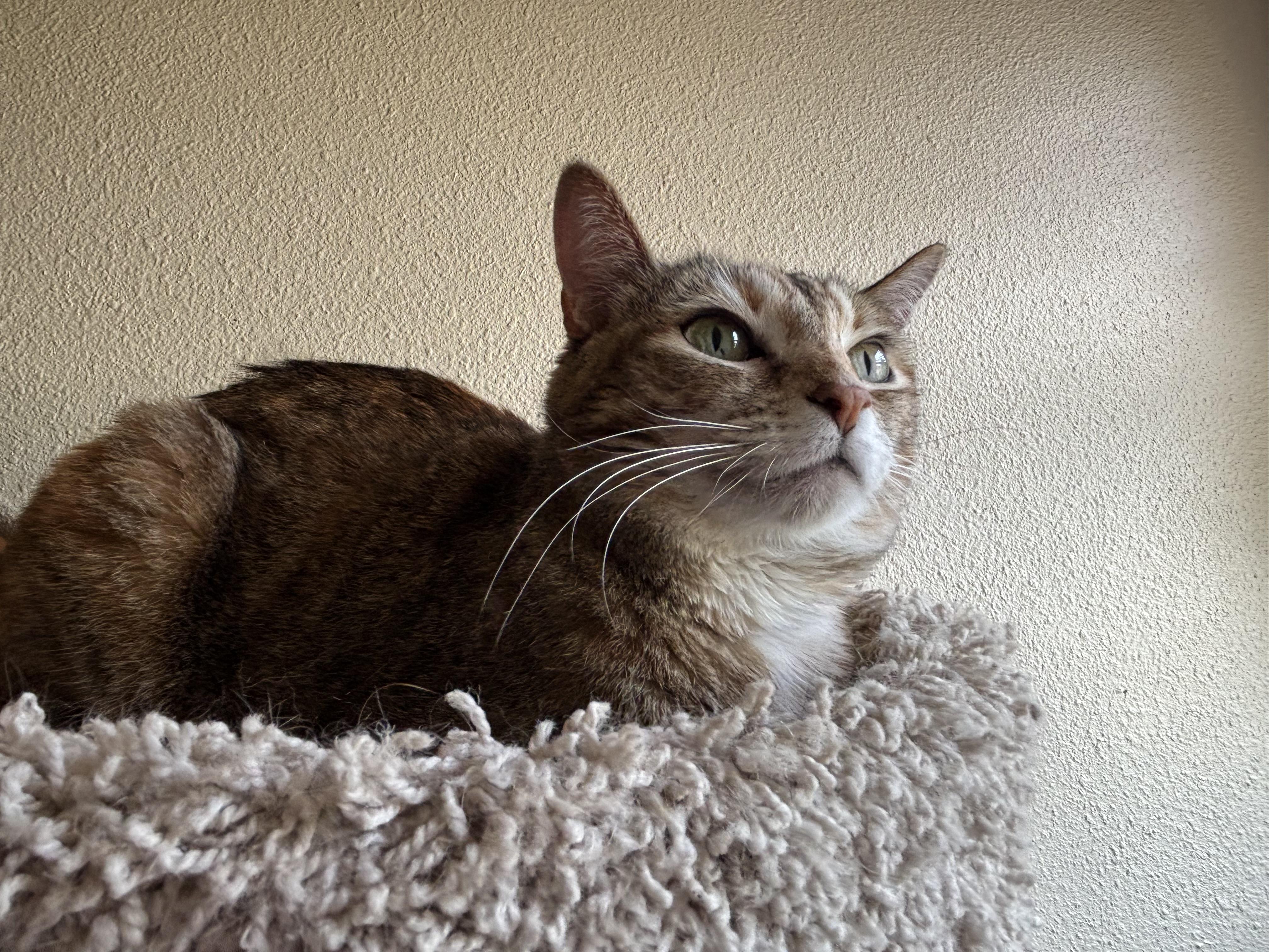 Daisy, a ADOPTABLE American Shorthair in Springdale, AR image 1/5