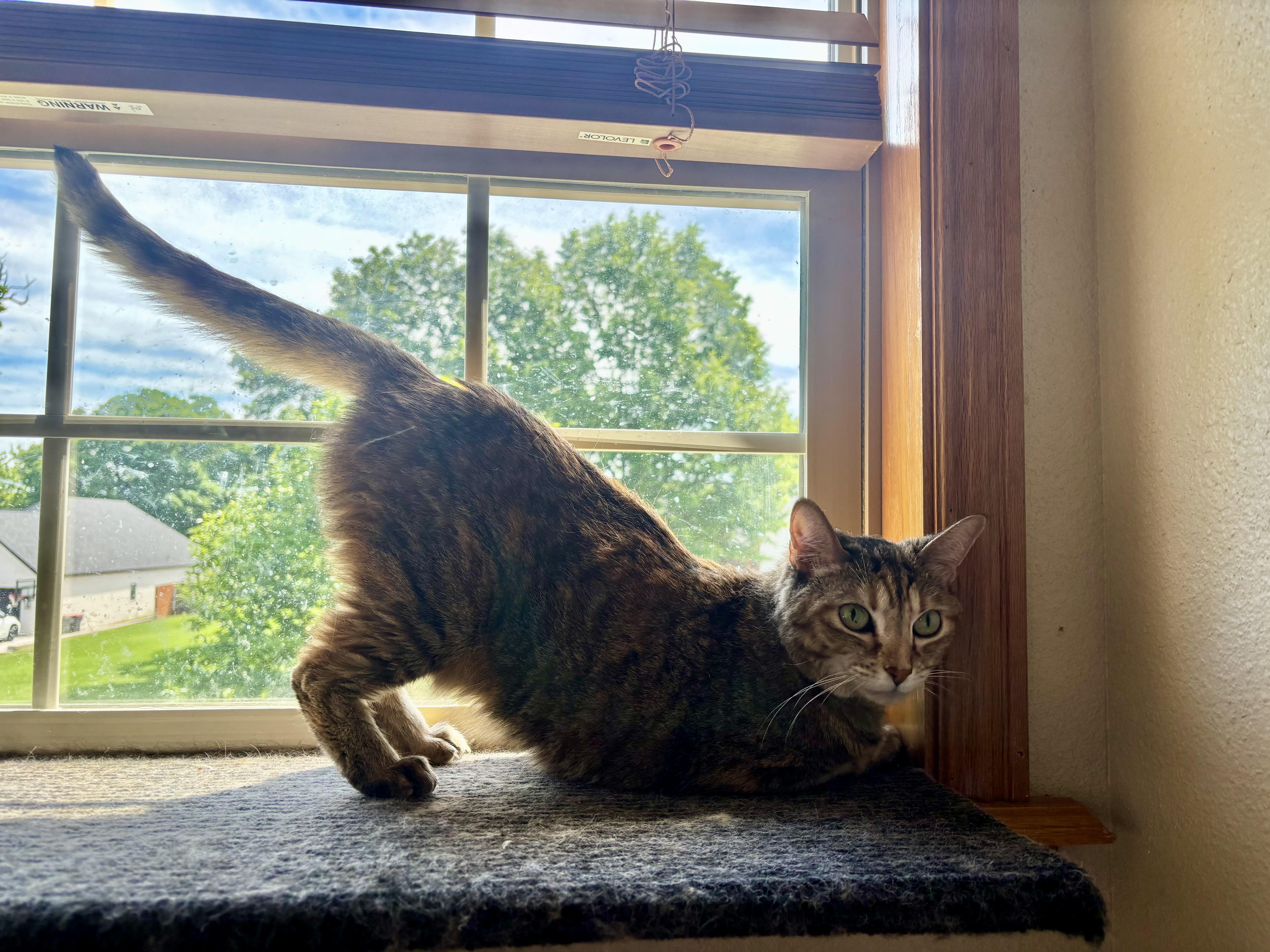 Daisy, a ADOPTABLE American Shorthair in Springdale, AR image 2/5