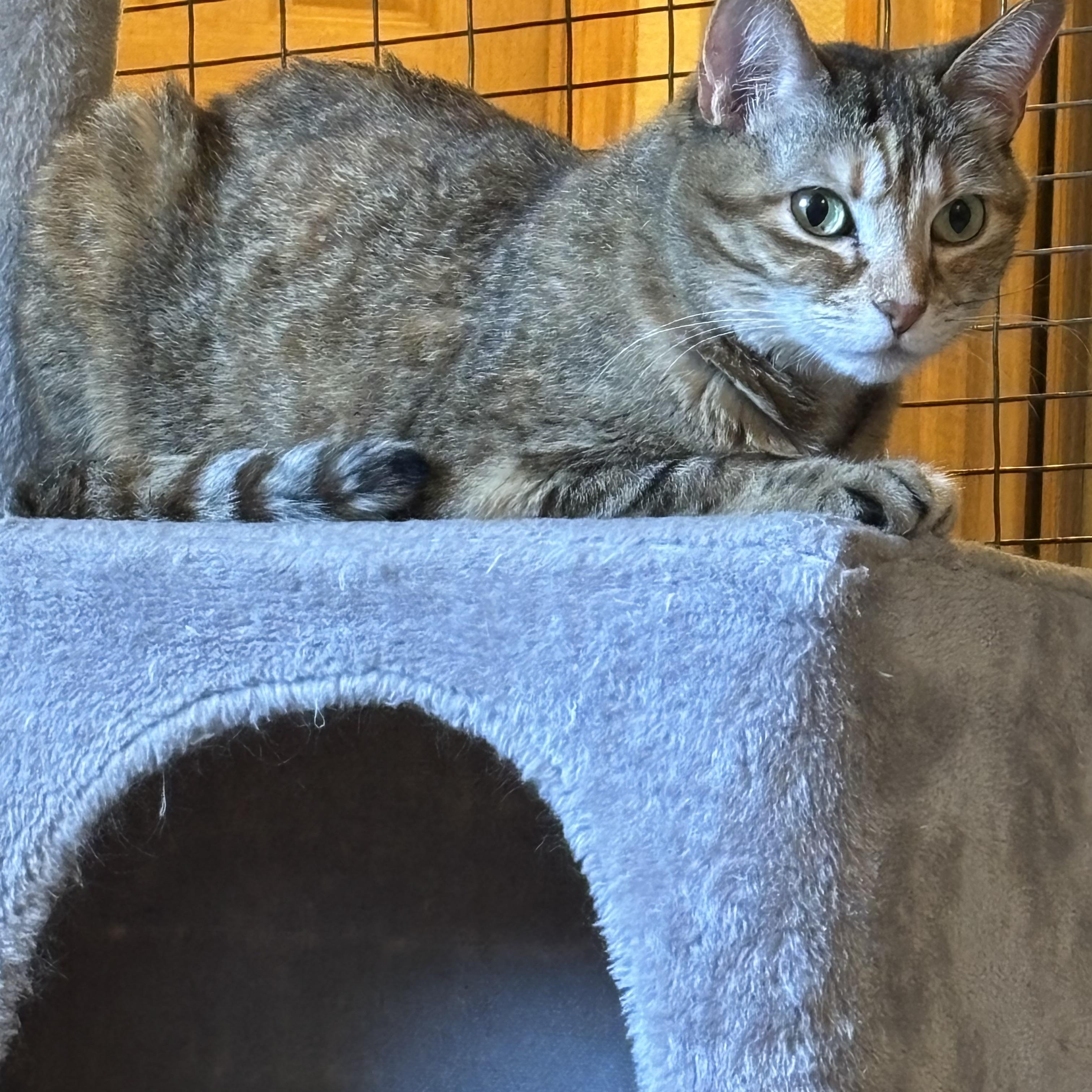 Daisy, a ADOPTABLE American Shorthair in Springdale, AR image 4/5