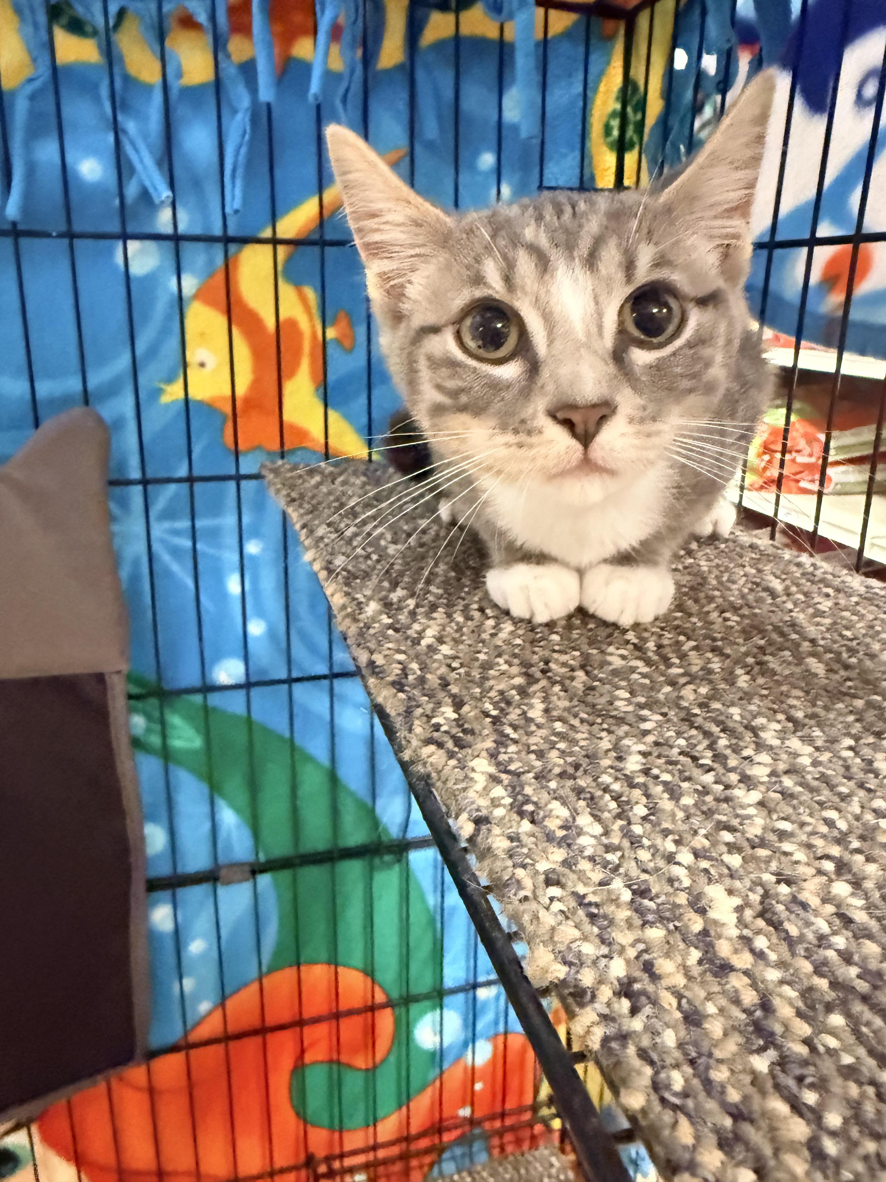 Sylvie, ADOPTABLE, Kitten Female Domestic Short Hair.