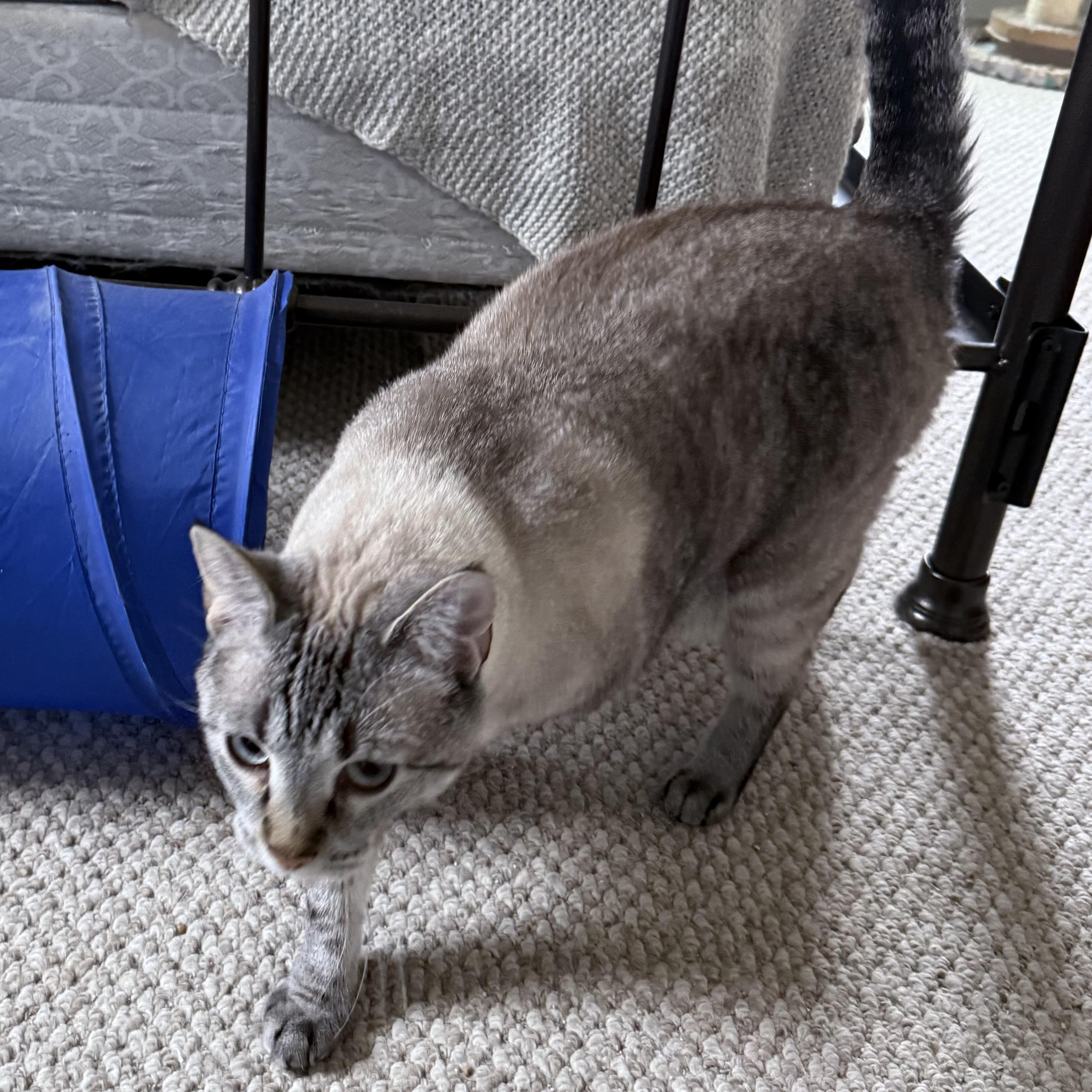 Ora: A Quiet Observer Looking for a Patient Companion, a Adoptable Domestic Short Hair in Bristow, VA image 2/3