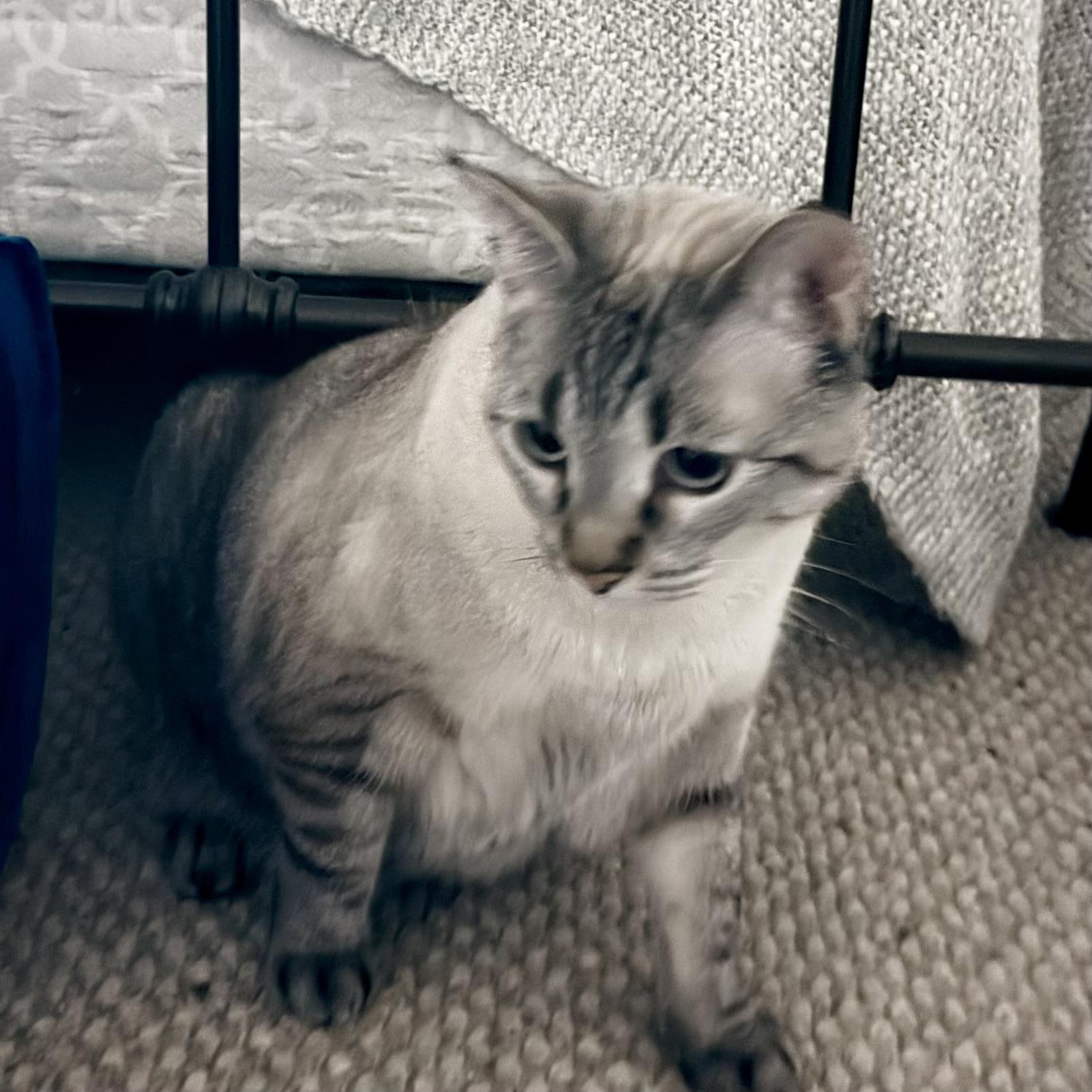 Ora: A Quiet Observer Looking for a Patient Companion, a Adoptable Domestic Short Hair in Bristow, VA image 1/3