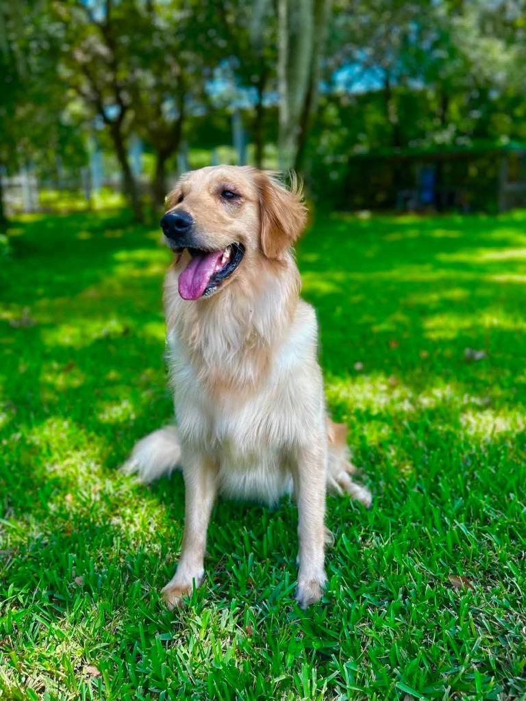 Enlarge BAILEY, a Adoptable Golden Retriever in Palm City, FL image 1/4