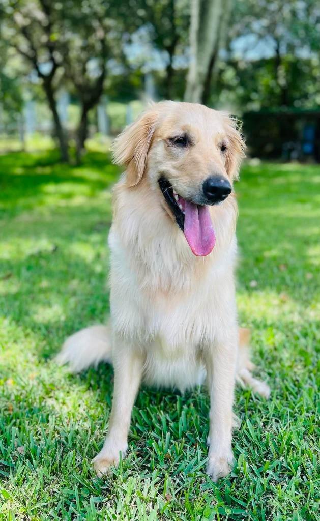 Enlarge BAILEY, a Adoptable Golden Retriever in Palm City, FL image 2/4