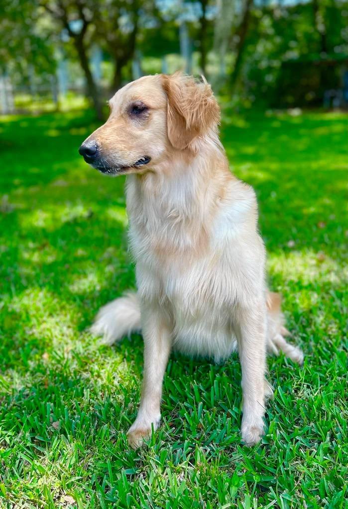 Enlarge BAILEY, a Adoptable Golden Retriever in Palm City, FL image 3/4