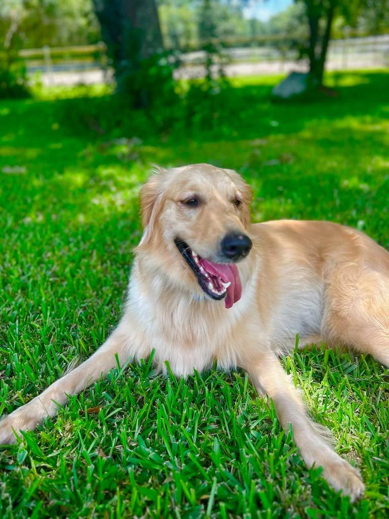 Enlarge BAILEY, a Adoptable Golden Retriever in Palm City, FL image 4/4