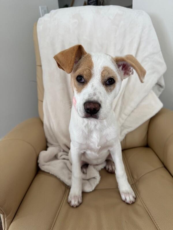 Kloie, Adoptable, Young Female Mixed Breed & Mixed Breed.