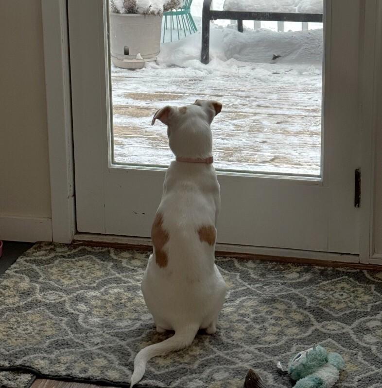 Enlarge Kloie, a Adoptable mixed breed in Alma, WI image 2/6